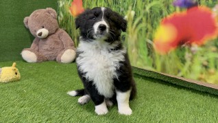 Border Collie male Puppy for sale 002140922
